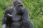 Japonky šílí z gorilího samce. Šabani je hvězdou Twitteru