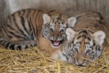 Tygří sourozenci se poprvé představili návštěvníkům.