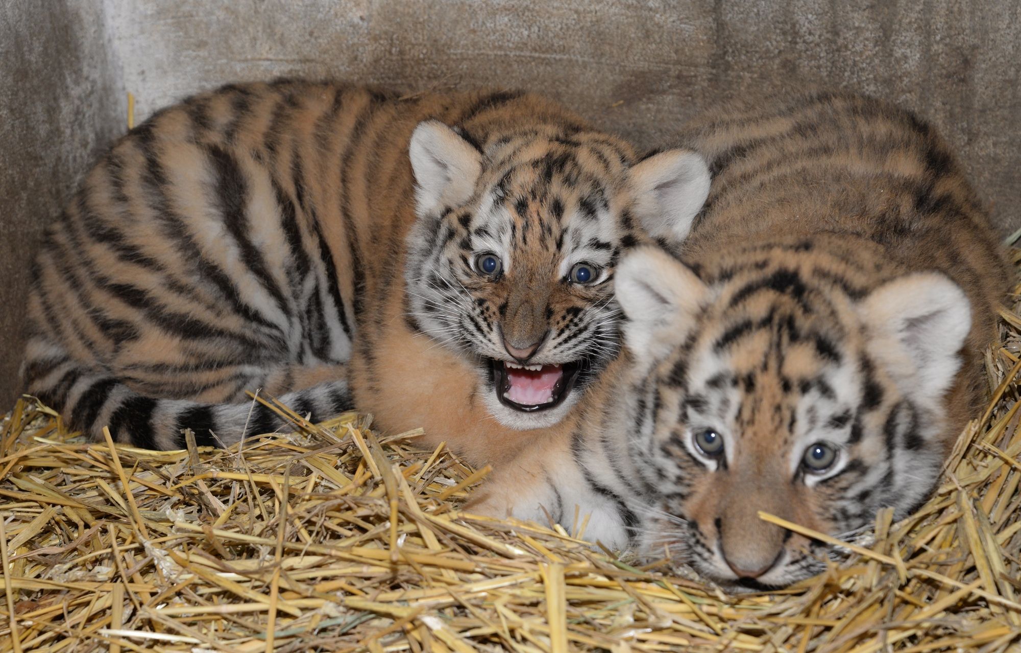 Tygři usurijští v olomoucké zoo