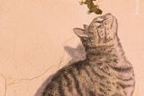 Umění a život. Živý gekon a graffiti znázorňující kočku. Další Španěl v řadě Eduardo Blanco Mendizabal. (Canon R5, objektiv 100-400 mm; 1/30 s, f/5,6, ISO 6400, stativ)