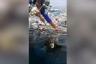 Želvy se zamotaly do starých sítí a plastového odpadu. Zachránili je rybáři