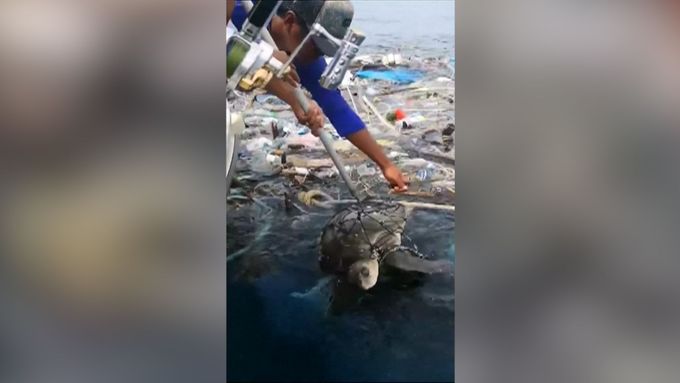 Rybáři z thajského ostrova Phuket zachránili dvě mořské želvy, které se zamotaly do plovoucího odpadu. Muži si je přitáhli a nožem odřezali sítě.
