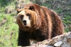 Na jihu Rumunska zabíjel nakažený medvěd