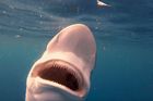 Žraločí hody z bezprostřední blízkosti. Odvážný potápěč se ponořil do vody při krmení zvířat