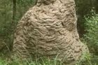 Video: Jako z hororu. V obřím hnízdě žije milion vos