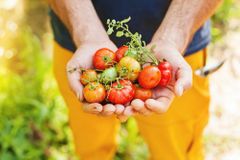 Deset kousků ovoce a zeleniny denně sníží riziko rakoviny. Ročně by se zachránilo osm milionů životů