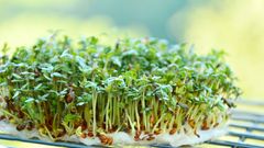 Řeřicha, ilustrační foto