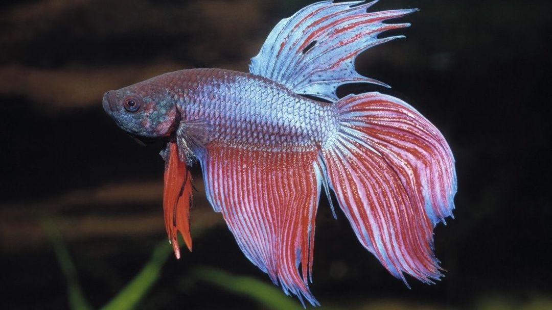 Betta splendens