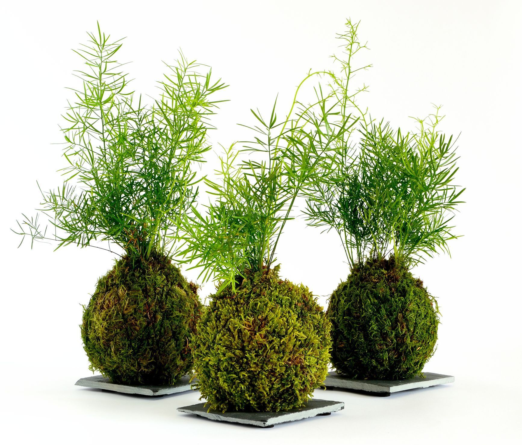 Kokedama