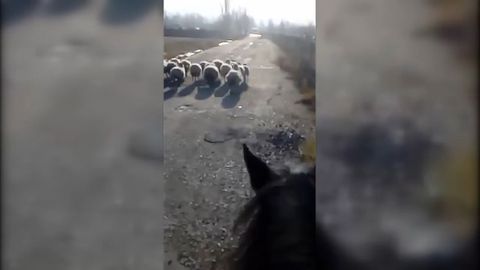 Zatoulané ovce ohrožovaly řidiče na Strakonické