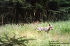 Na Kokořínsku vyvedli vlci mláďata. Poprvé po sto letech