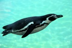 Tučňák každý rok plave tisíce kilometrů za svým zachráncem. Považuje ho také za tučňáka