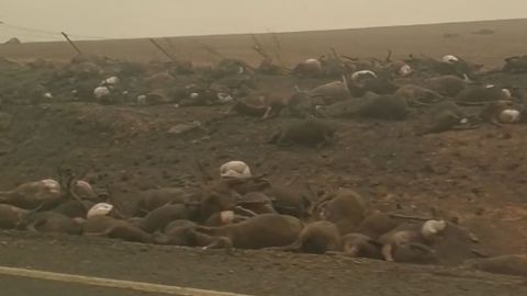 Silnici v Austrálii lemují stovky mrtvých zvířat. Řidič natočil apokalyptický výjev