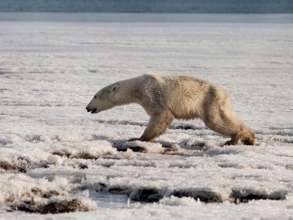 Dvouletý medvěd urazil zhruba 700 kilometrů než jej našel rybář na Kamčatce.