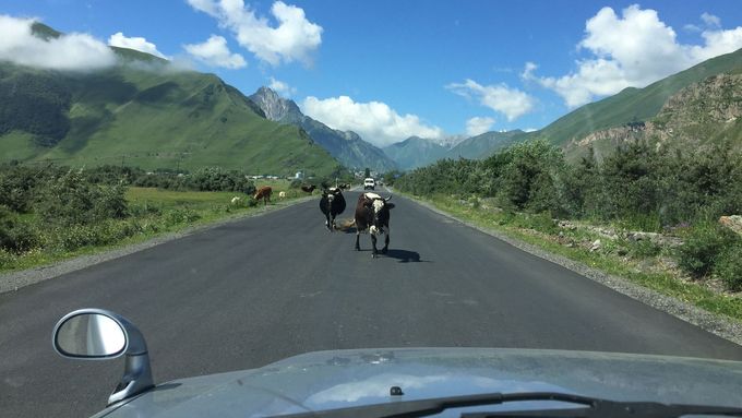 Krávy autům v zásadě neuhýbají. Jsou zvyklé na to, že jsou pány silnice. Je to na řidičovi.
