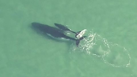 Mládě velryby zachránilo svoji matku, která plula na mělčinu