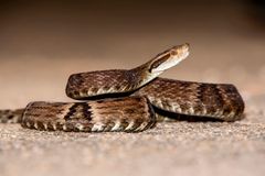 Brazilec zkoumal jedovaté hady. Kvůli vědeckým účelům na ně šlápl 40 000krát