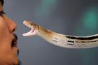 Mladíka uštkla na Opavsku zmije, jeho stav je vážný