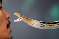 Mladíka uštkla na Opavsku zmije, jeho stav je vážný