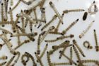 V Chile se 60 let po vyhubení znovu objevil komár, který přenáší nebezpečný vir zika