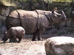 Kvůli bezuzdnému kácení hrozí, že na Sumatře vyhyne nosorožec.