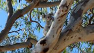 Koala na eukalyptu, Austrálie