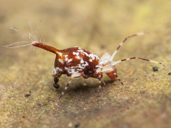 Chvostoskoci Chvostoskok (Collembola)