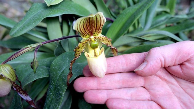 Foto: Orchidejí ženu neurazíš. V pražské botanické zahradě jich právě tisíc kvete
