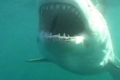 Žralok zabil u novozélandské pláže filmaře Strange
