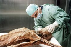 Tuk z kozoroha a jelen s bylinkami. Ledový muž Ötzi si před smrtí pochutnával na vydatném jídle
