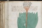 Kniha je plná kreseb neznámých rostlin a symbolů...
