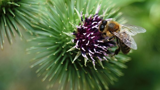 Evropské včely jsou nadále ohroženy masovými úhyny, na vině je varroáza i klima