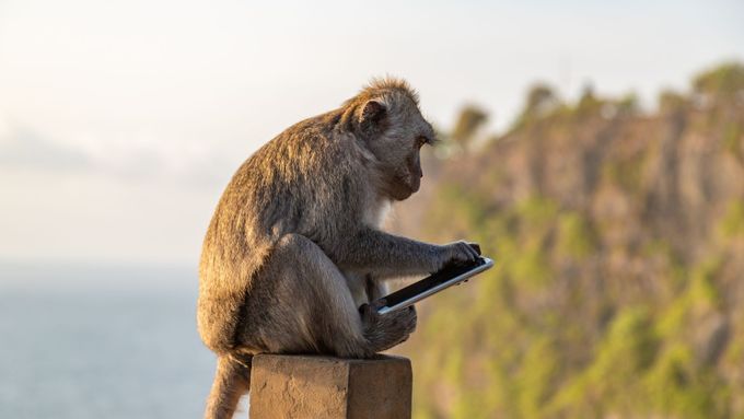 Uluwatští makakové se tak poslední dobou zaměřují především na mobilní telefony, peněženky a brýle.