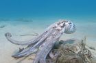"Neviditelné" chobotnice na dechberoucích záběrech. Oklamou mistři kamufláže i vás?