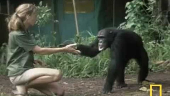 Šestiminutový film natočený stanicí National Geographic zachycuje první výpravy Jane Goodallové za šimpanzy.