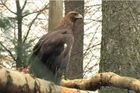 Sledujte s námi unikátní zápas, jak vrátit přírodě orly