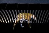 Alejandro Prieto (Mexiko): Nepřekročil hranici (snímek zachycuje jaguára, kterému v dalším putování zabránil pohraniční plot mezi USA a Mexikem, postavený proti migraci). Vítěz v kategorii Fotožurnalistika - jednotlivý snímek