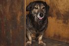 Pražští strážníci zabili bezdomovcům psa