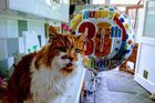 Tohle je nejstarší kocour na světě. Oslavil 30. narozeniny, je nevrlý a bere léky na krevní tlak