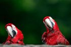 Dva obří papoušci ulétli z exhibice. Samičku našli zemdlenou u Kauflandu v Šumperku