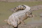 Krokodýli urazí v moři i stovky kilometrů. Surfují