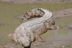Z rezervace v Mexiku při povodni prchlo 280 krokodýlů