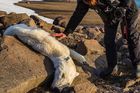 Lední medvědi vymírají. Potravu jim bere globální oteplování, varují vědci