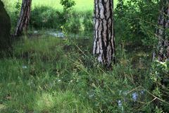 Houbaři našli v lese na Mladoboleslavsku torzo člověka