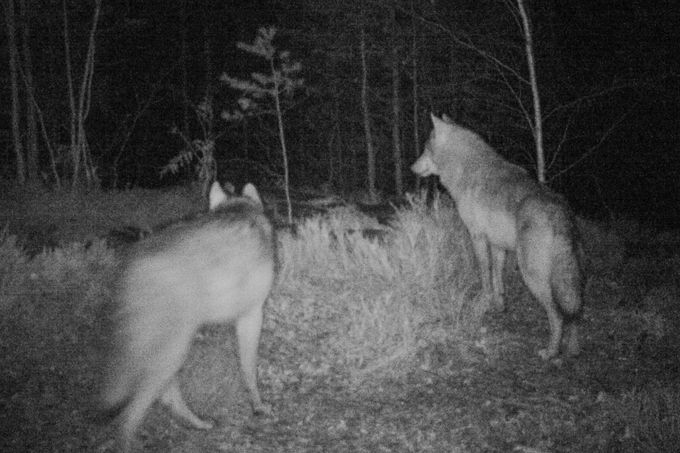 Vlci v noci. Záběr z fotopasti instalované na území CHKO - Jizerské hory