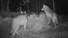 Fotopast, zvířata, ochrana přírody, fotografie, Magazín