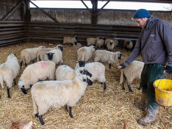 Sivalingamovy ovce ve zvířecím útulku Goodheart Animal Sanctuaries.