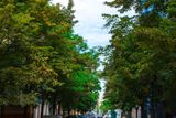 3. místo, 742 hlasů: Alej v Belgické ulici v Praze. "Akátová a lipová alej, která tvoří tvář Belgické ulice na pražských Vinohradech, nyní bojuje o své přežití. Téměř půlkilometrovou alej lemuje 75 vzrostlých stromů různého stáří, které jsou ale dlouhodobě neudržované a jež chce město vykácet."