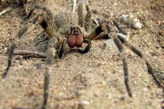 V propasti Macocha objevili nový druh pavouka