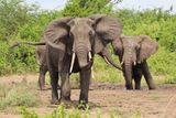 Tři sloni se chladí mokrým bahnem. V okamžiku, kdy nastraží uši a začnou se pohybovat dopředu a dozadu, musí být pozorovatel ve střehu.